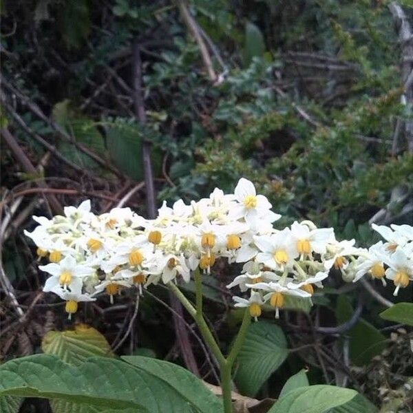 Solanum barbulatum