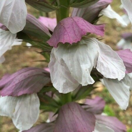 Acanthus mollis Flower