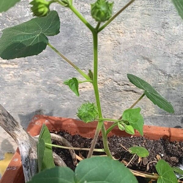 Abutilon theophrasti Flower