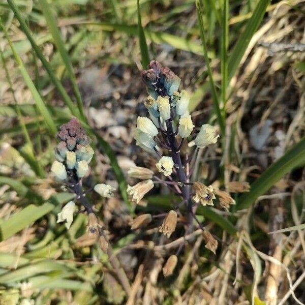 Bellevalia romana Flors