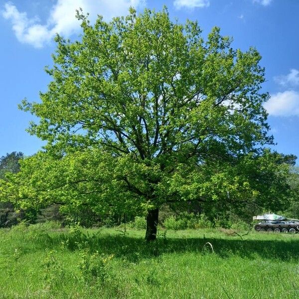 Quercus robur অভ্যাস