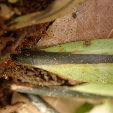 Asplenium africanum その他の提案