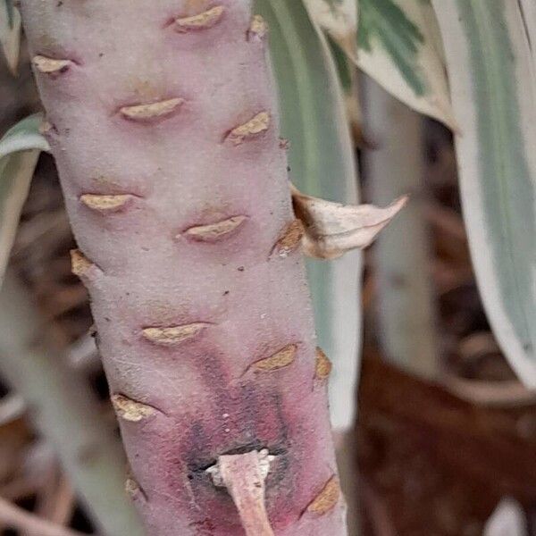 Euphorbia characias बार्क (छाल)