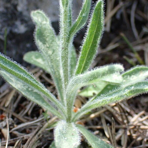 Aster alpinus Ďalší