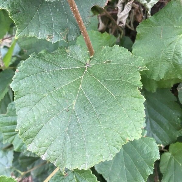 Corylus avellana Лист