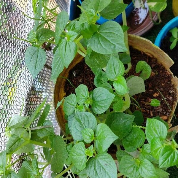 Peperomia pellucida Folha