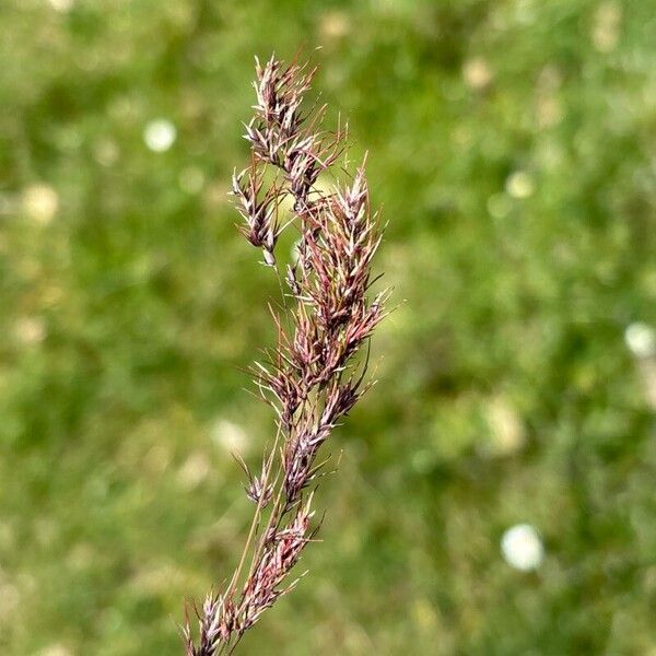 Poa bulbosa Flower