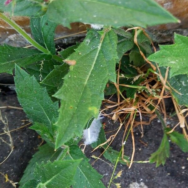 Verbena rigida Leaf