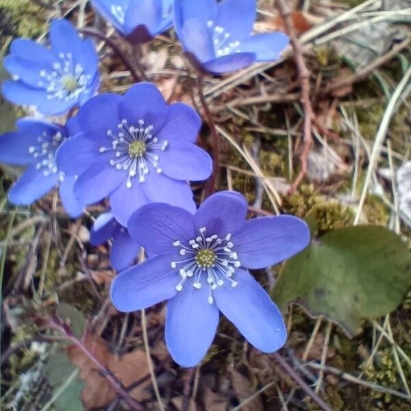 Hepatica nobilis Floare