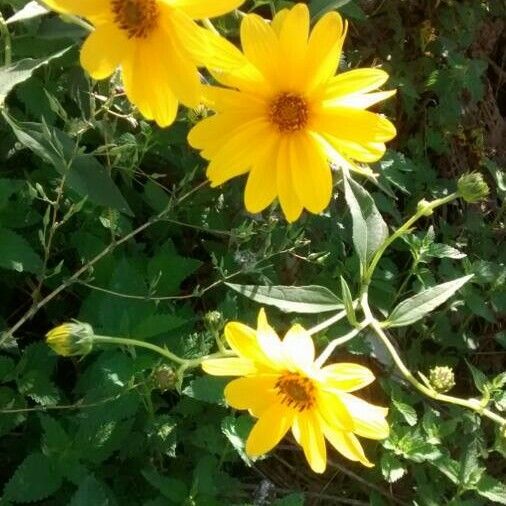 Helianthus tuberosus Агульны выгляд