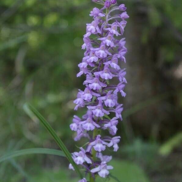 Gymnadenia conopsea Flor