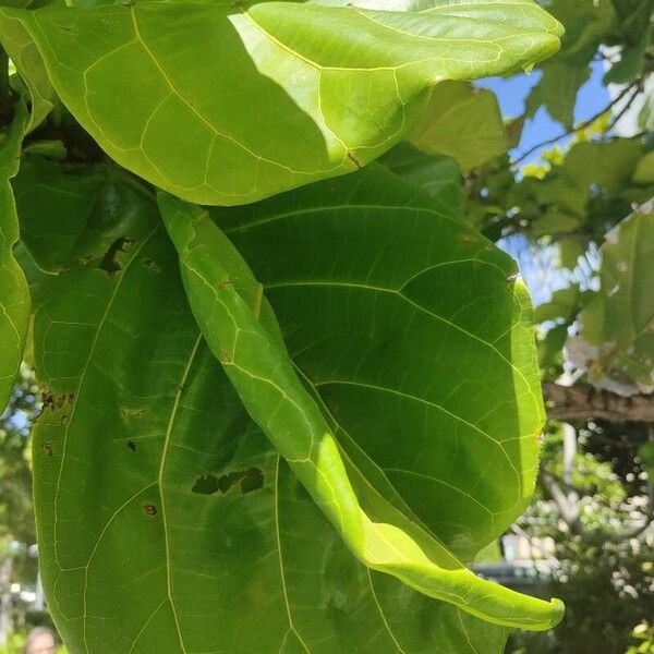 Ficus lyrata Liść