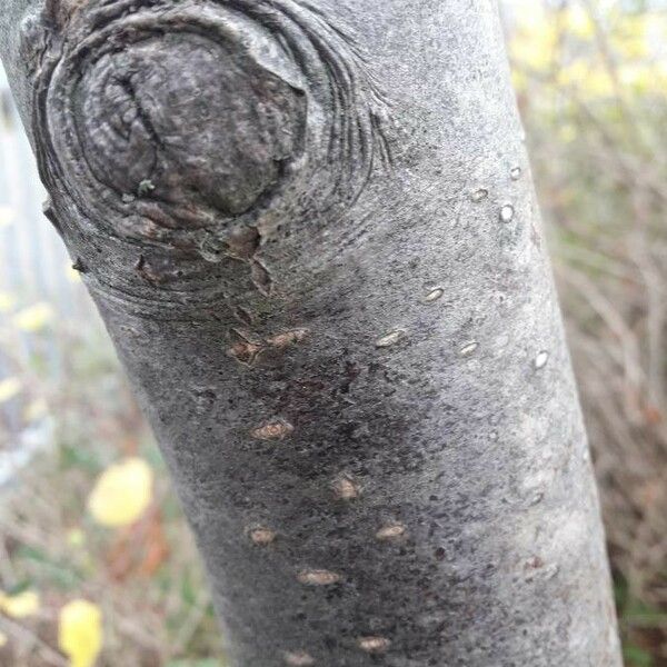 Sorbus aucuparia Kůra