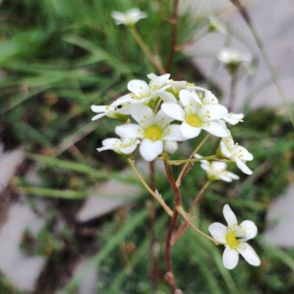 Saxifraga paniculata Blodyn