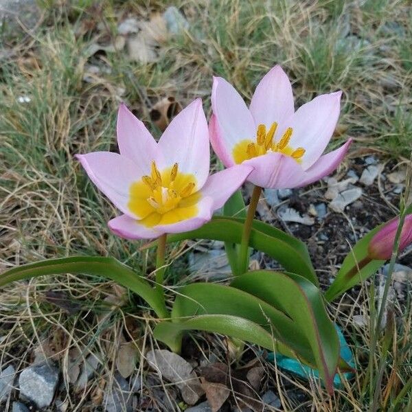 Tulipa humilis Flower