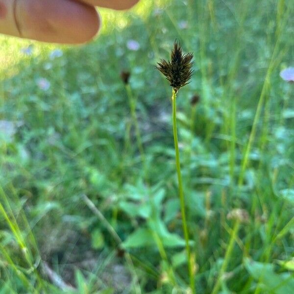 Carex microptera ഇല