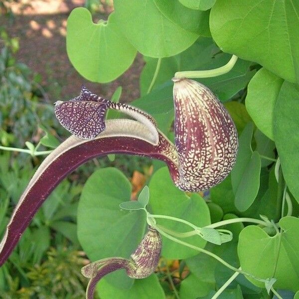 Aristolochia ringens 花