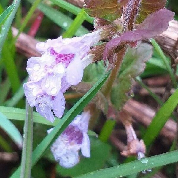 Glechoma hederacea Λουλούδι