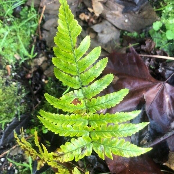 Dryopteris erythrosora Лист