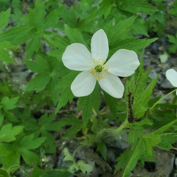 Anemonastrum canadense Blomma