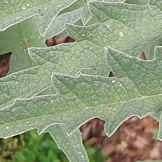 Cynara scolymus ഇല