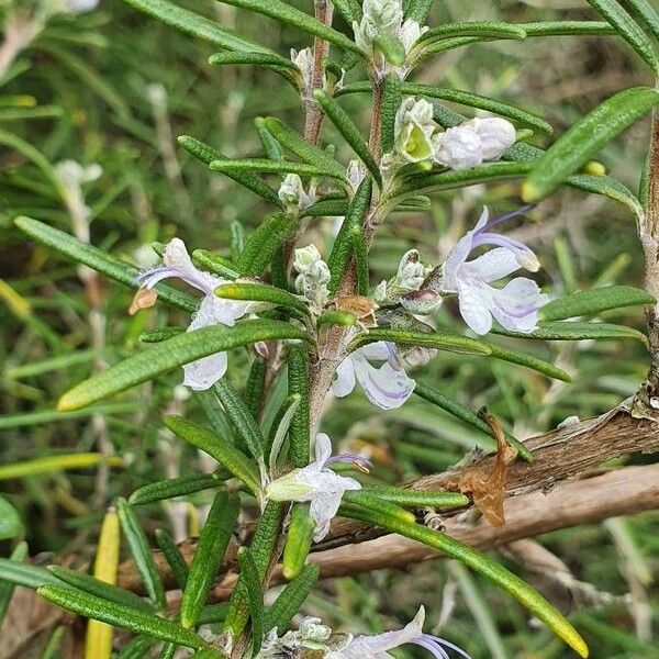 Rosmarinus officinalis Fiore