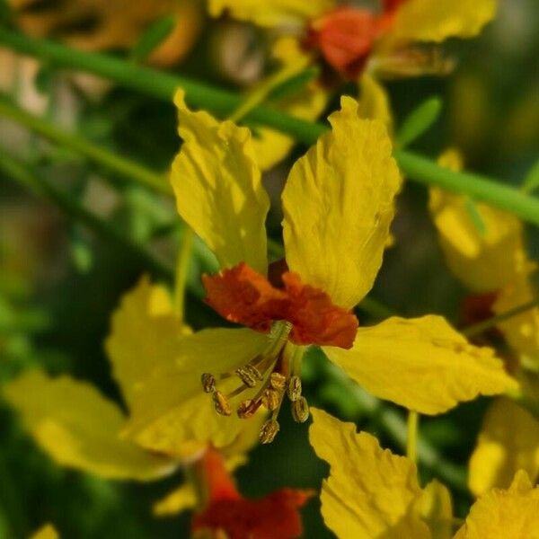 Parkinsonia aculeata फूल