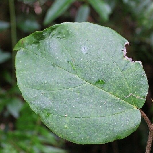 Ficus mauritiana Foglia