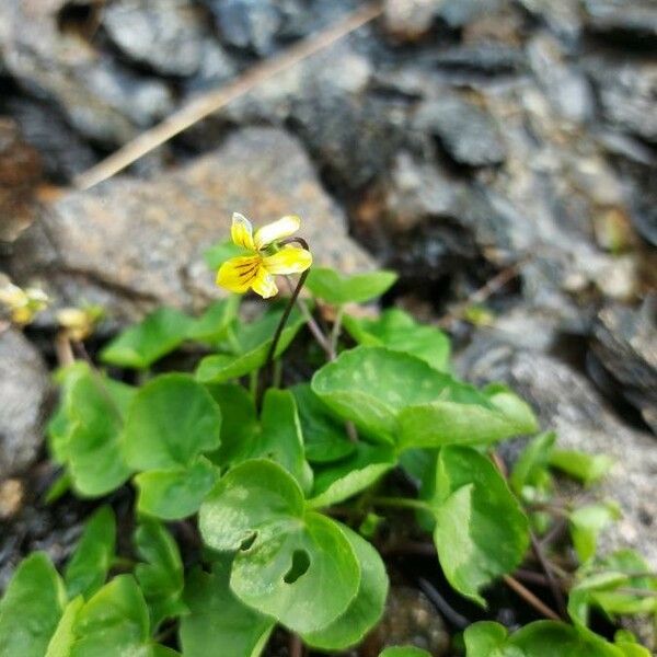 Viola biflora Flower