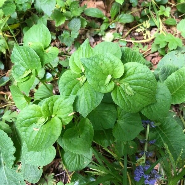 Viola mirabilis Leaf