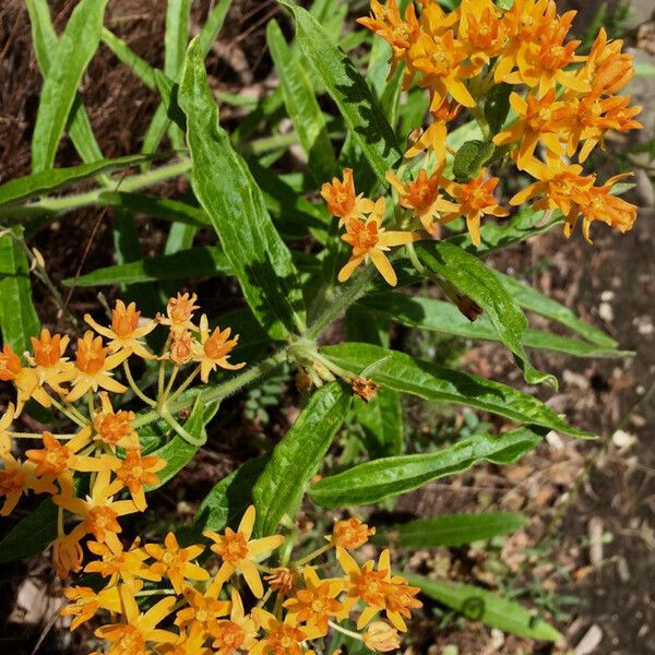 Asclepias tuberosa Cvet