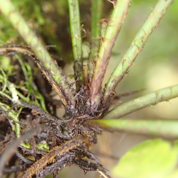 Asplenium barteri Sonstige