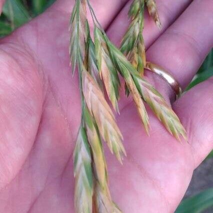 Bromus catharticus Fleur