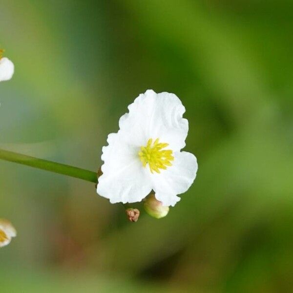 Sagittaria latifolia 花