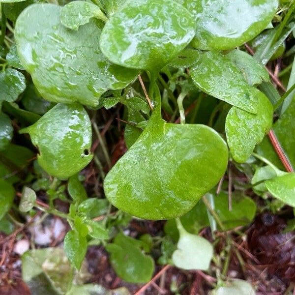 Claytonia perfoliata Hostoa