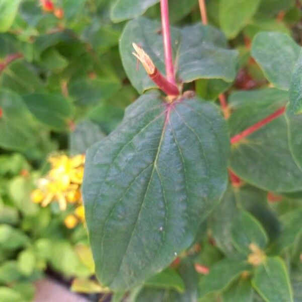 Hypericum androsaemum Blatt