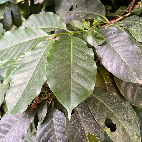 Coffea canephora Leaf