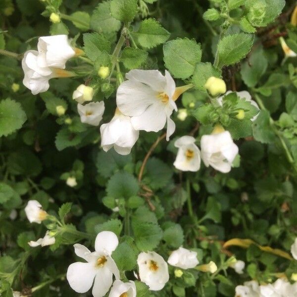 Arabis alpina Hoja