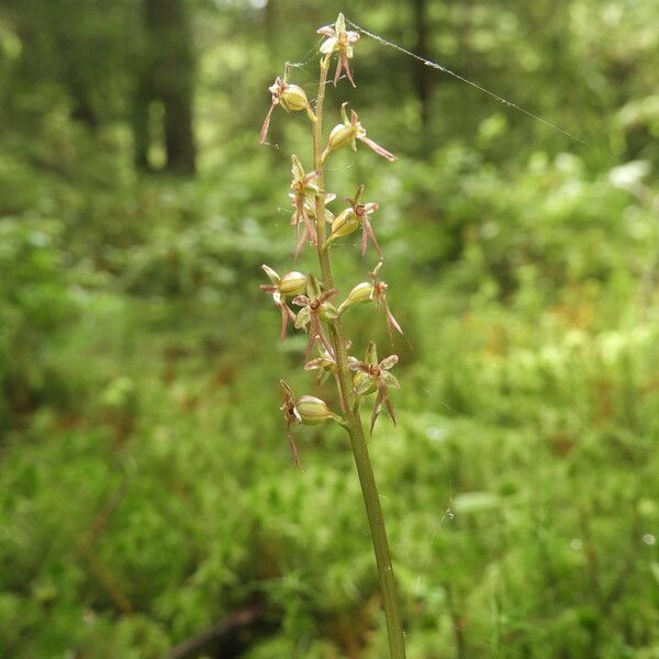 Neottia cordata Fleur