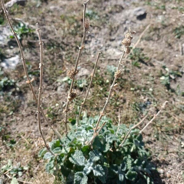 Marrubium vulgare Flower