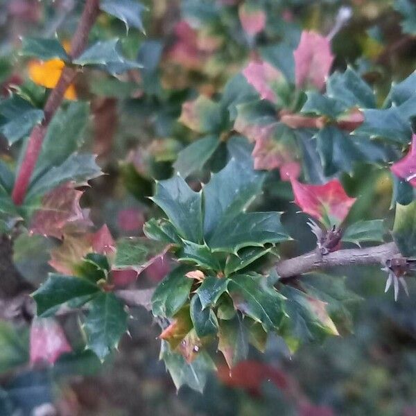 Berberis darwinii Blad