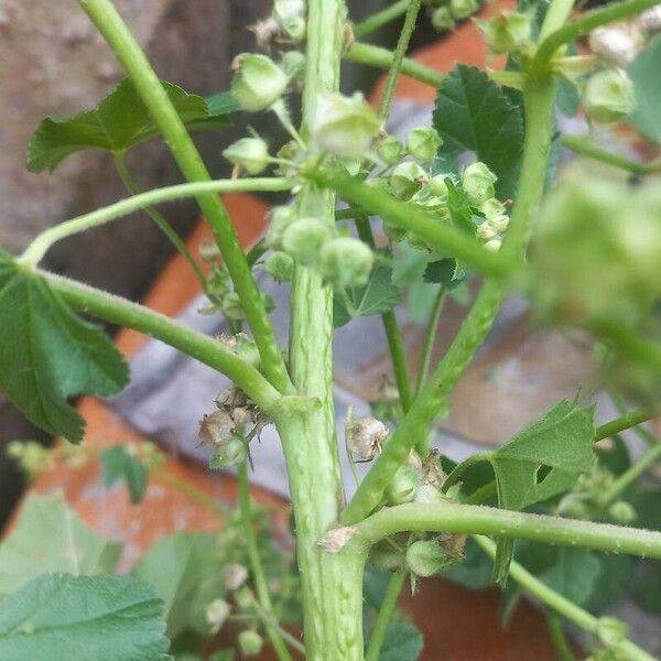 Malva verticillata Froito