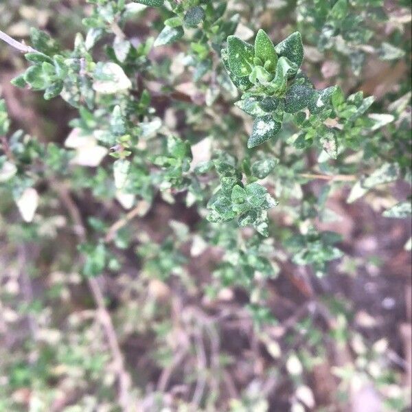 Thymus camphoratus Ліст