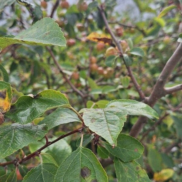 Malus baccata 葉