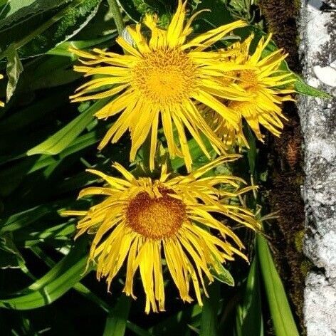 Inula helenium Blomst