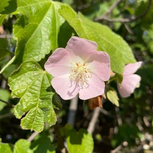 Dombeya burgessiae Çiçek