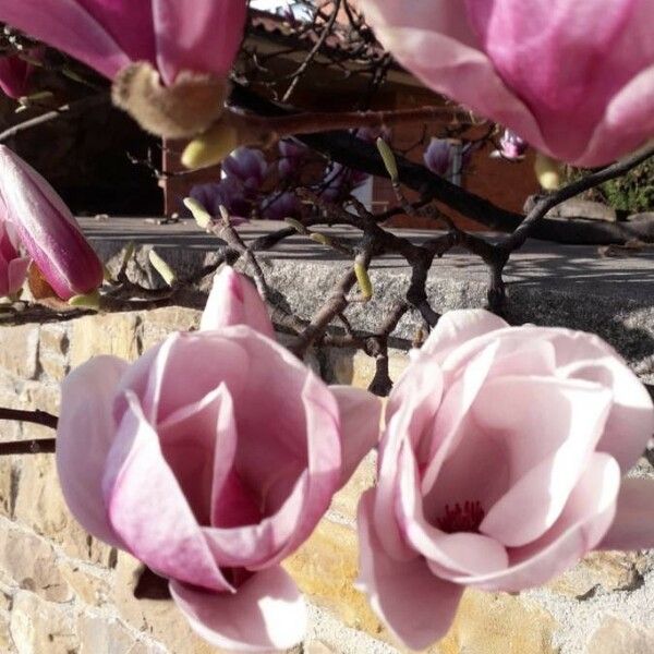 Magnolia × soulangeana Fleur