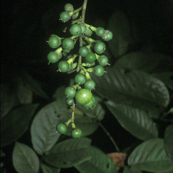 Banara guianensis Fruit