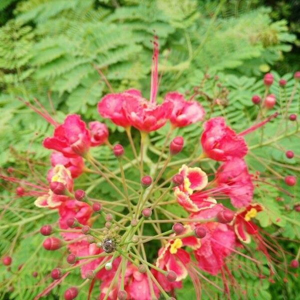 Caesalpinia pulcherrima Cvet