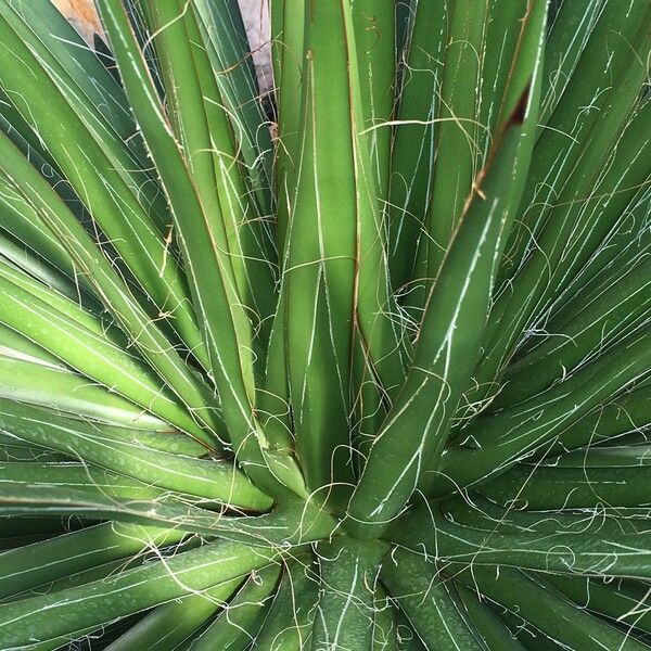 Agave filifera Kita